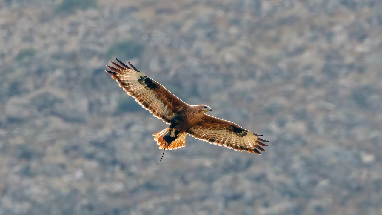 Kos Birding