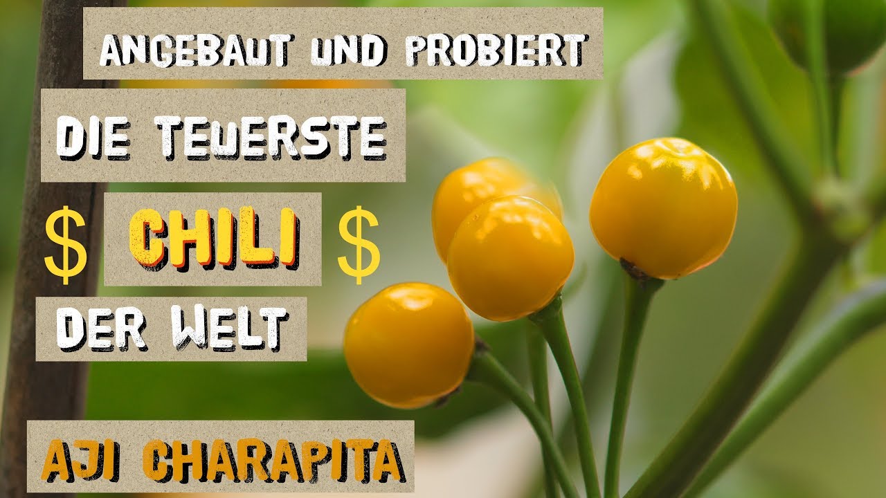 Wie schmeckt die teuerste Chili der Welt? Charapita Anbau und Ertrag