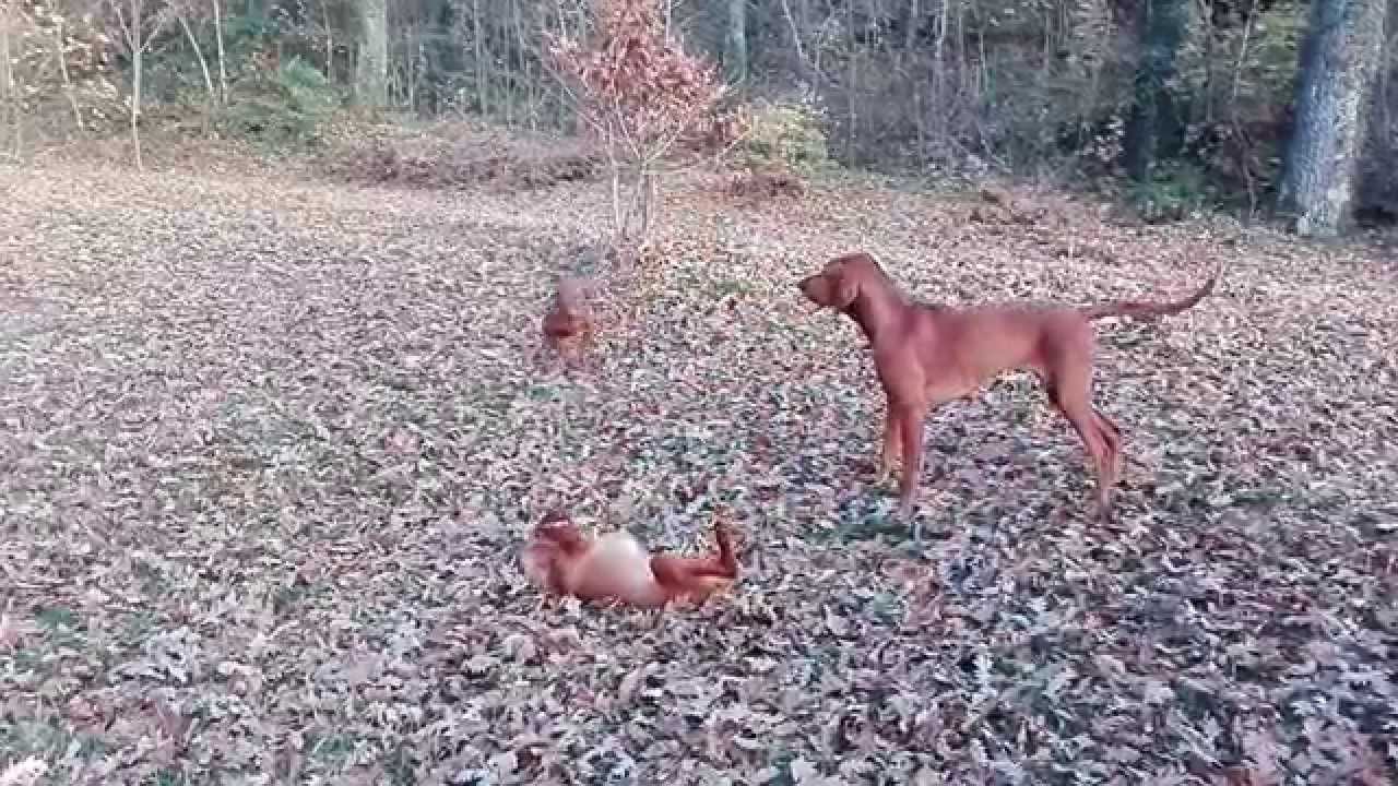 Ljuba: dominanza ALLEVAMENTO BRACCO UNGHERESE MAGYAR VIZSLA www.magyarvizsla.it