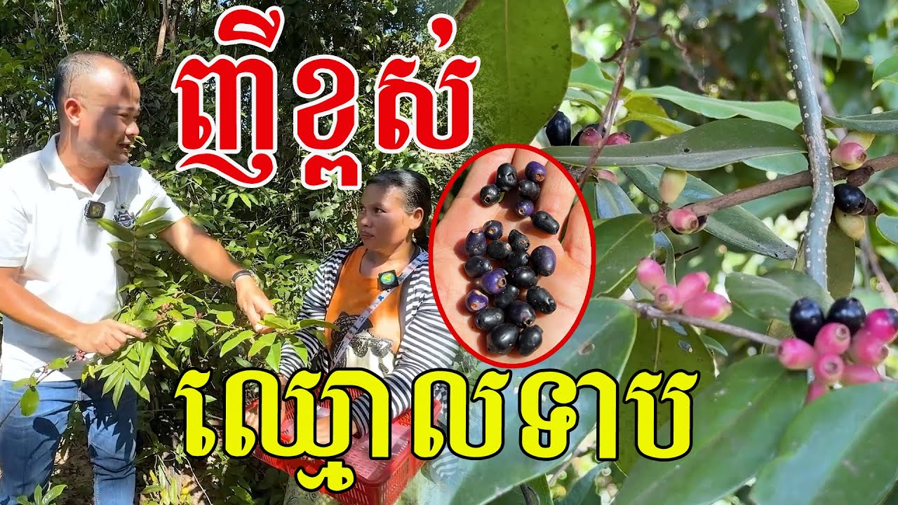 ញីខ្ពស់ ឈ្មោលទាប ស្មានថាព្រីង