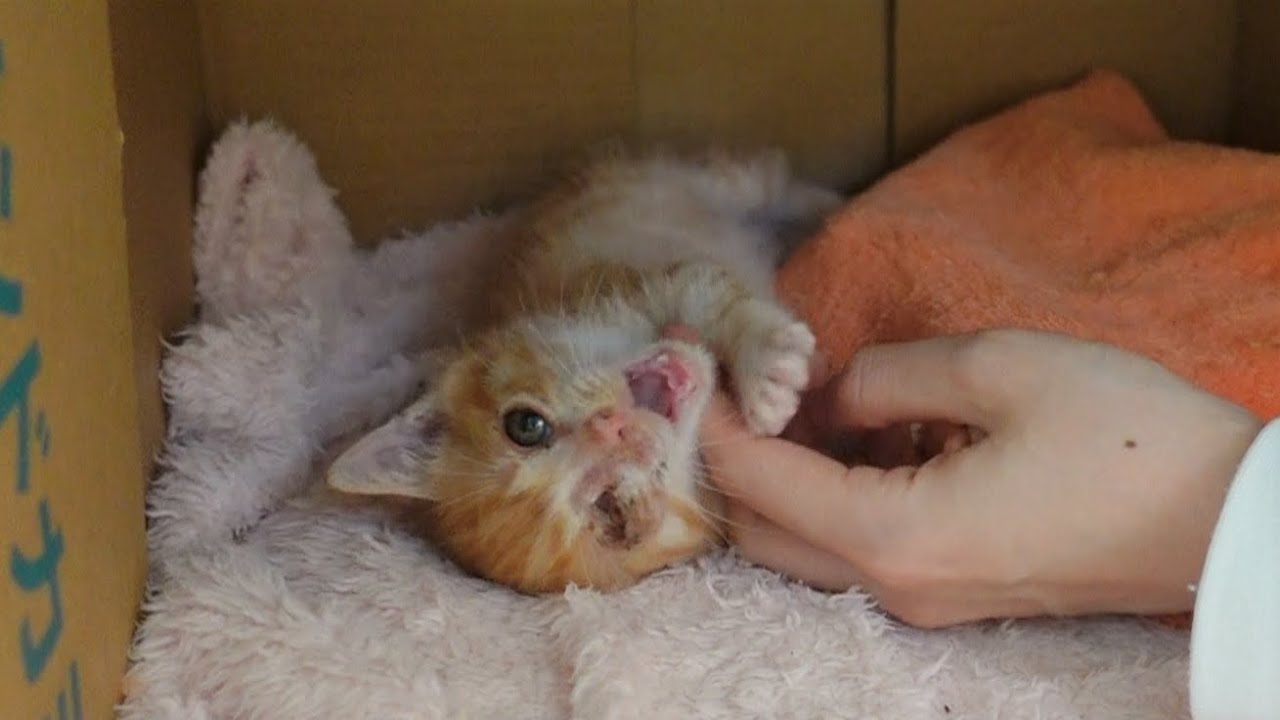 心を開いてくれるようになった警戒心の強い子猫