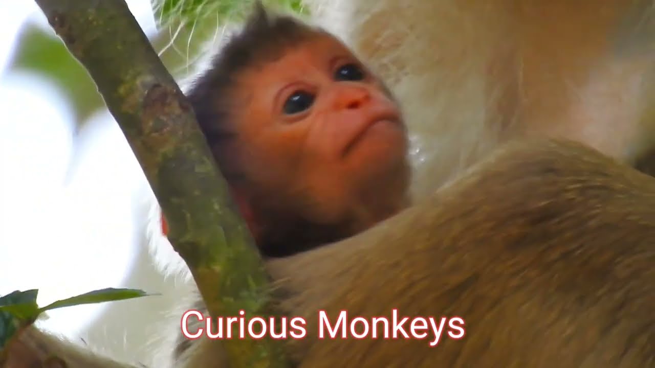 Emotional Monkey Family Moments | Robin Welcomes Baby Rina
