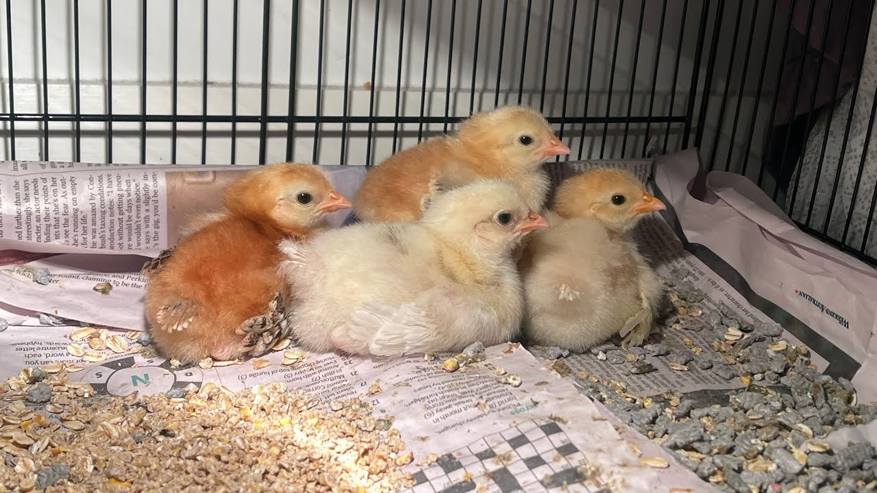 Baby chicks parenting diary hatched at home (feat. 6 months) Tips 집에서 부화한 6개월의 병아리 육아일기!🐥🐣🐤