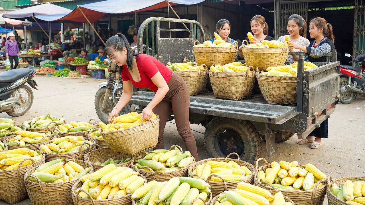 Harvesting 1000 Fresh Corn, Use 3-Wheeled Truck Transport Many Corn Go To Market Sell