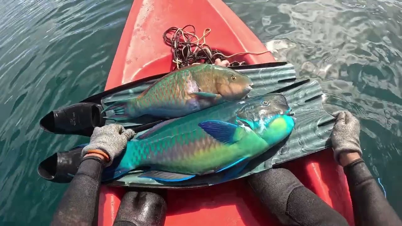 Pêche sous marine 2025 | raiatea