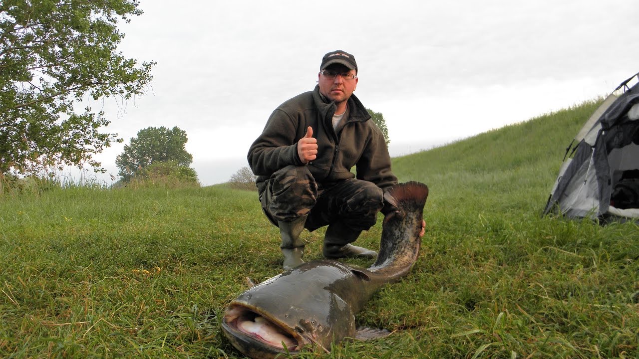 Harcsázás Nagyrédén-Break line-Catfish-Siluro