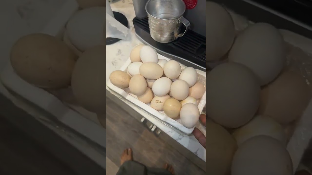 ابوعاشور يلقط البيض في المخيم 😂|يوميات ابوحش