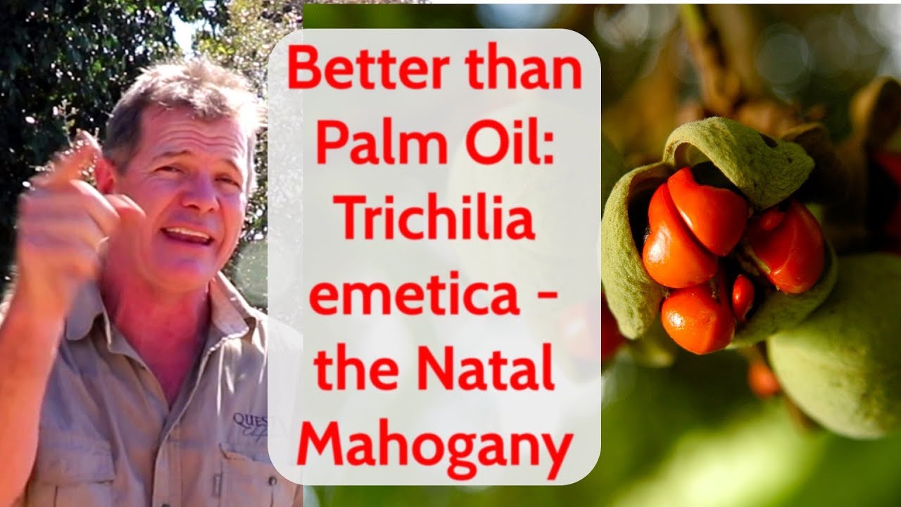 Better Than Palm Oil: Trichilia emetica - the Natal Mahogany