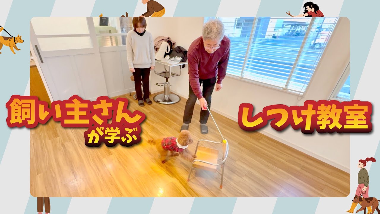 【飼い主さんが学ぶしつけ教室】トイプードルのチョコちゃん｜クリッカートレーニング完成回とその先へ