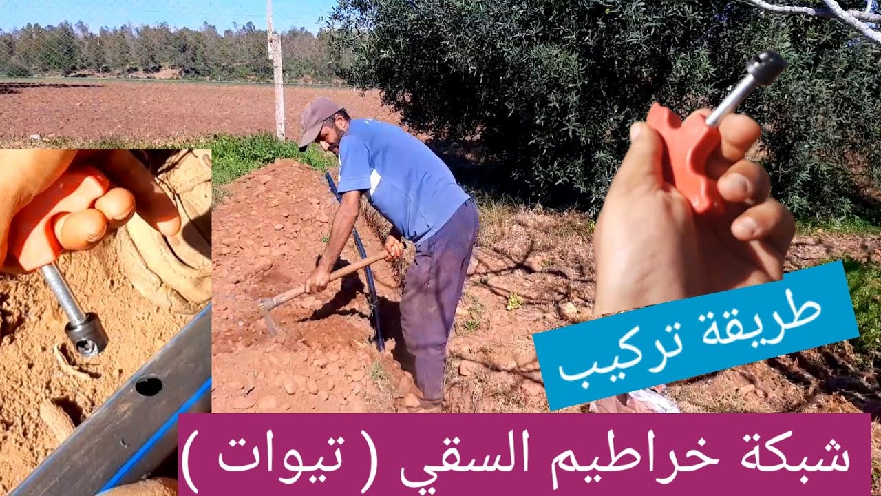 طريقة تركيب خراطيم الماء لسقي اشجار بالتنقيط بشرح مبسط والأدوات المستعملة في تجهيز شبكة الري#فلاحة_
