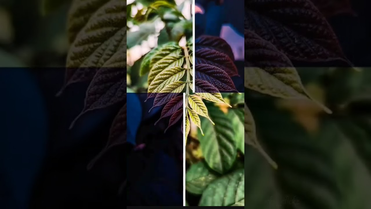 New leaf 🌿 transformation 🥵#shorts