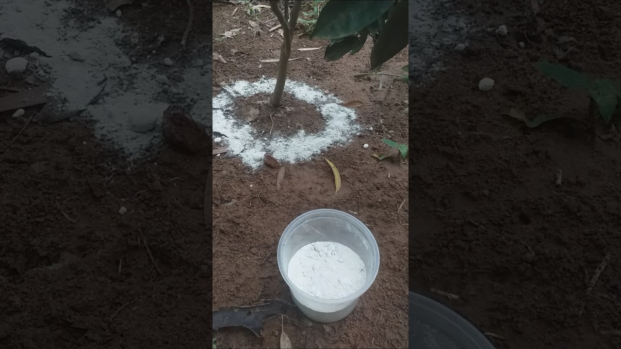 O Melhor Adubo Para Frut&iacute;feras