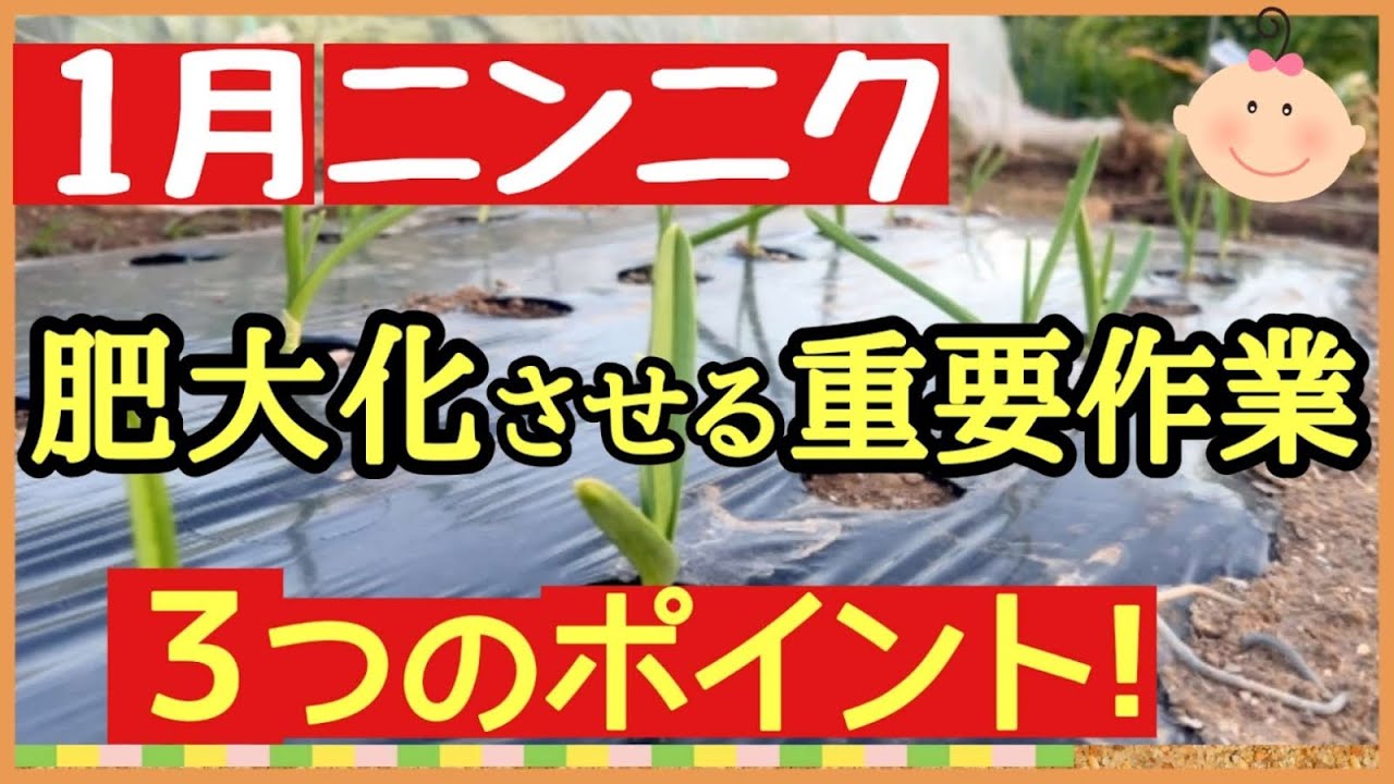 【１月が超重要！ニンニク栽培】必ず知って欲しい！大きなニンニクを収穫する3つの秘訣（追肥・凍害・サビ病）初心者・プランター家庭菜園