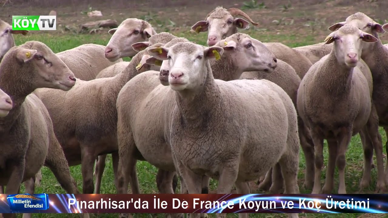 HASAN SOYDOĞAN  (0 532 460 98 71) İLE DE FRANCE KOYUN ve KOÇ ÜRETİMİ
