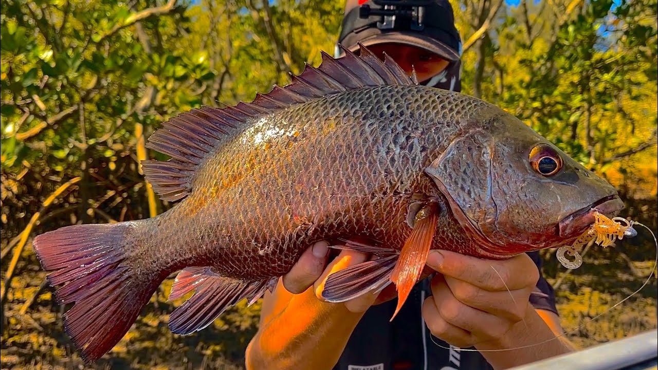 Light Gear Mangrove Jacks in Heavy Structure