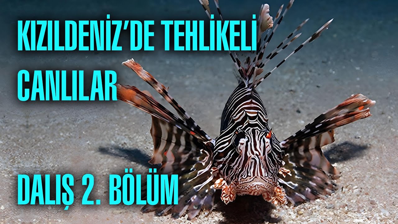 KIZILDENİZDE YAŞAYAN TEHLİKELİ CANLILAR