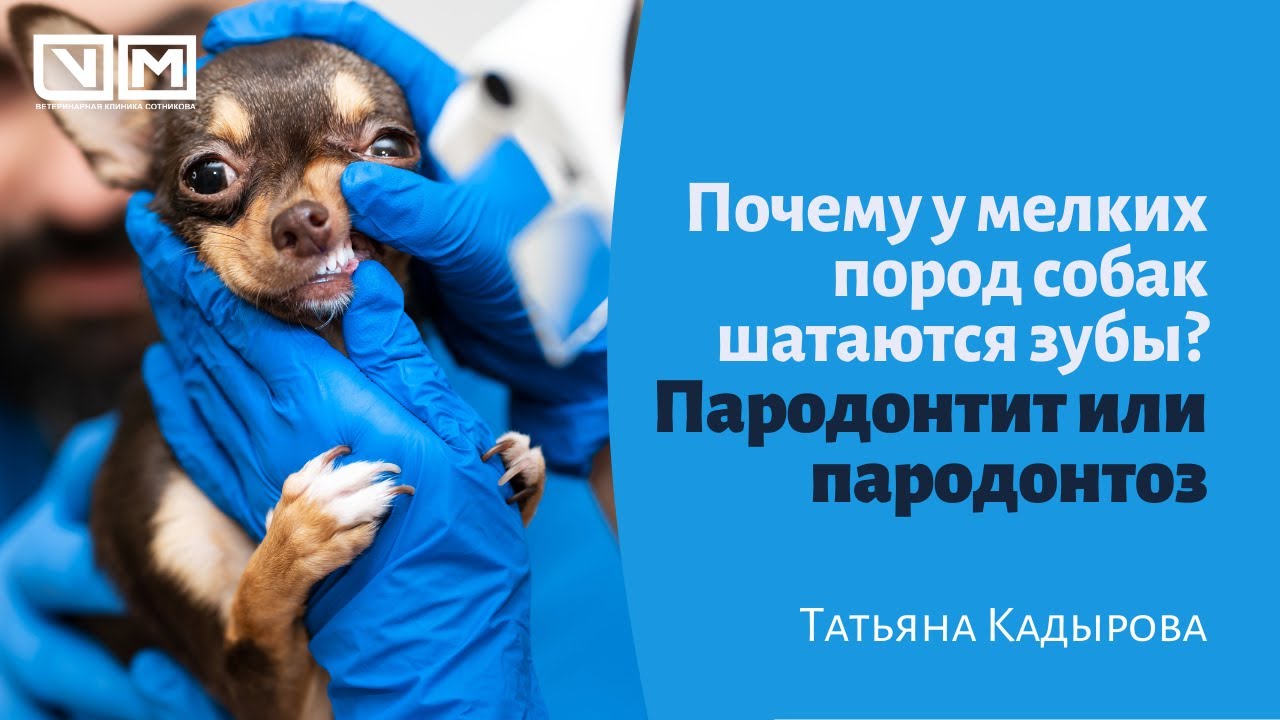 Почему у мелких пород собак шатаются зубы, пародонтит или пародонтоз