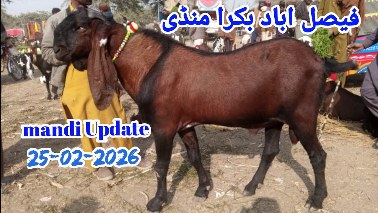 Bakra Mandi Faisalabad Latest Update • 25-02-2026 • | Goat Farming in Pakistan |