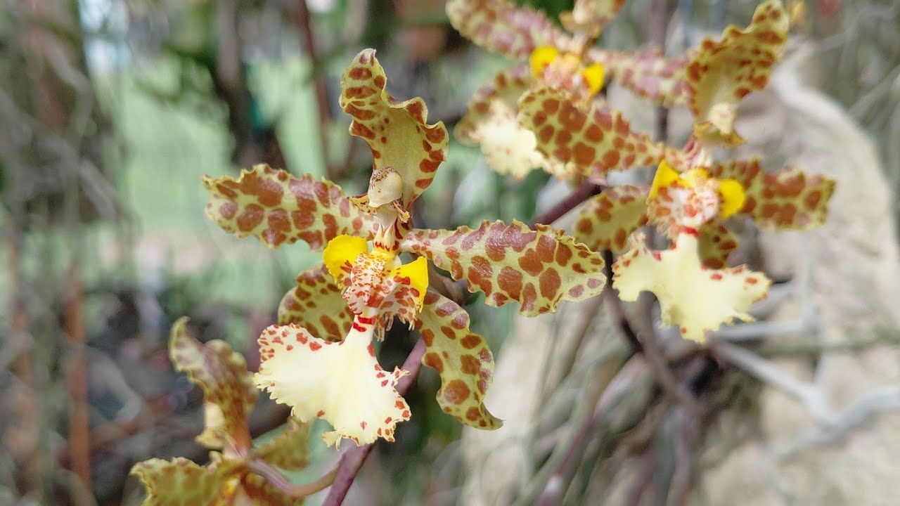 ORCHID GARDEN WALK/TALK, NEW BLOOMS August 9, 2025