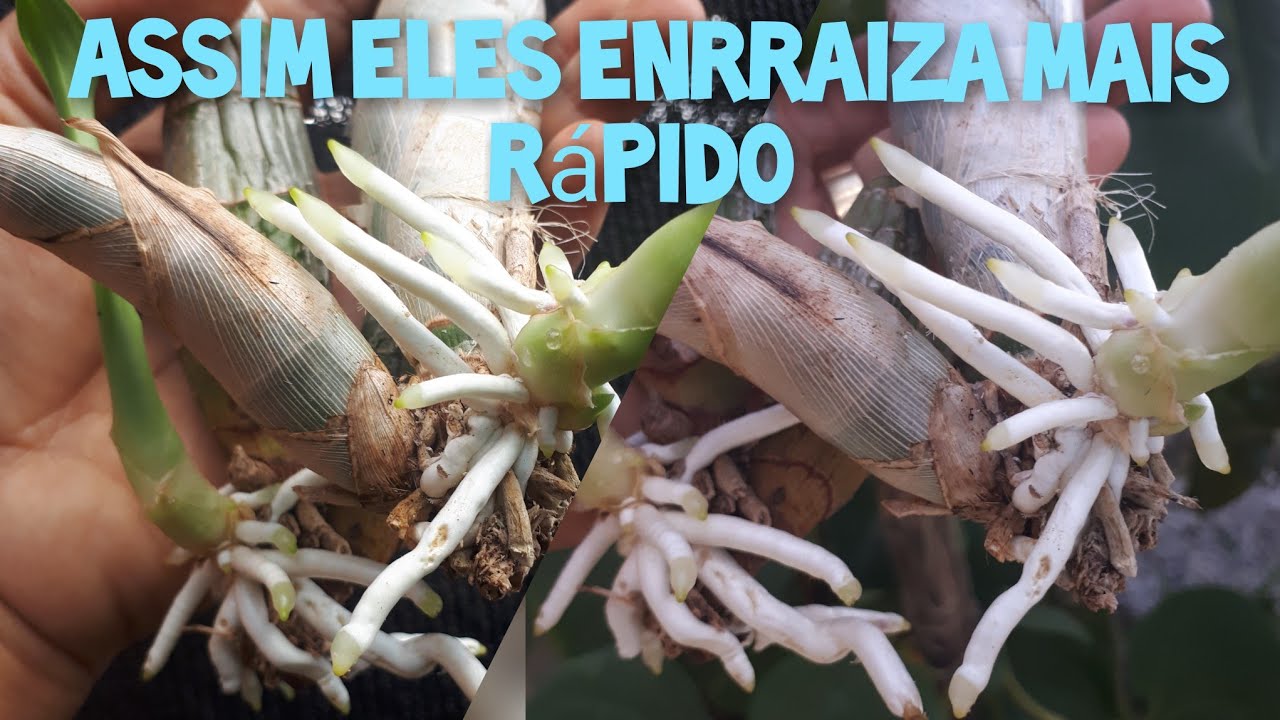 Como tirar Catasetum da dormência🌱🌱