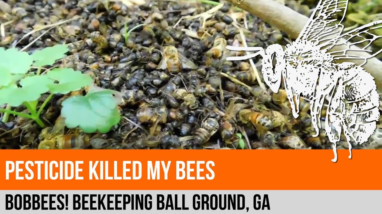 Pesticide Killed My Bees