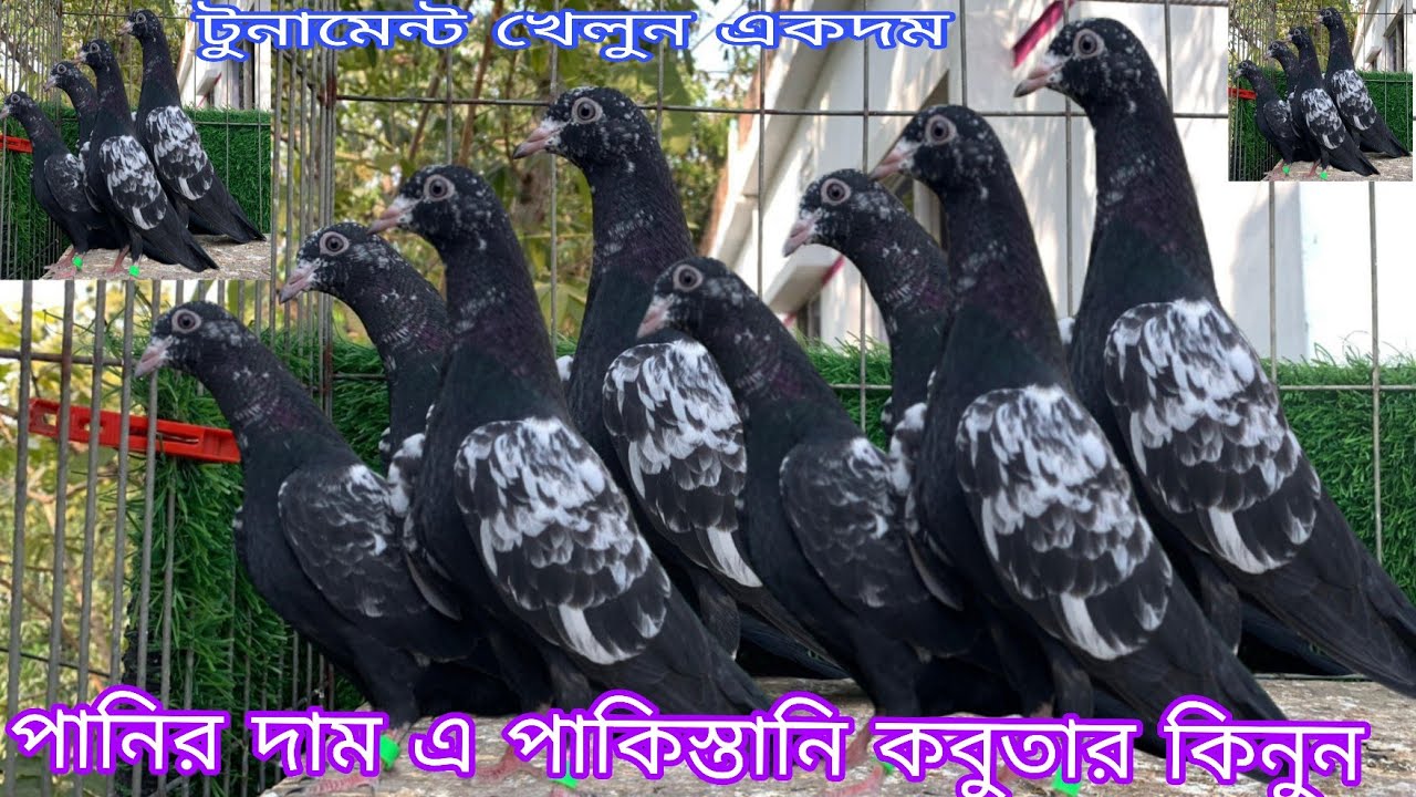 পানির দাম এ পাকিস্তানি কবুতার কিনুন গেরান্টি সহকারে টুনামেন্ট খেলুন টাইগার ডাবওয়ালা নীলদুব্মা কেটিএম