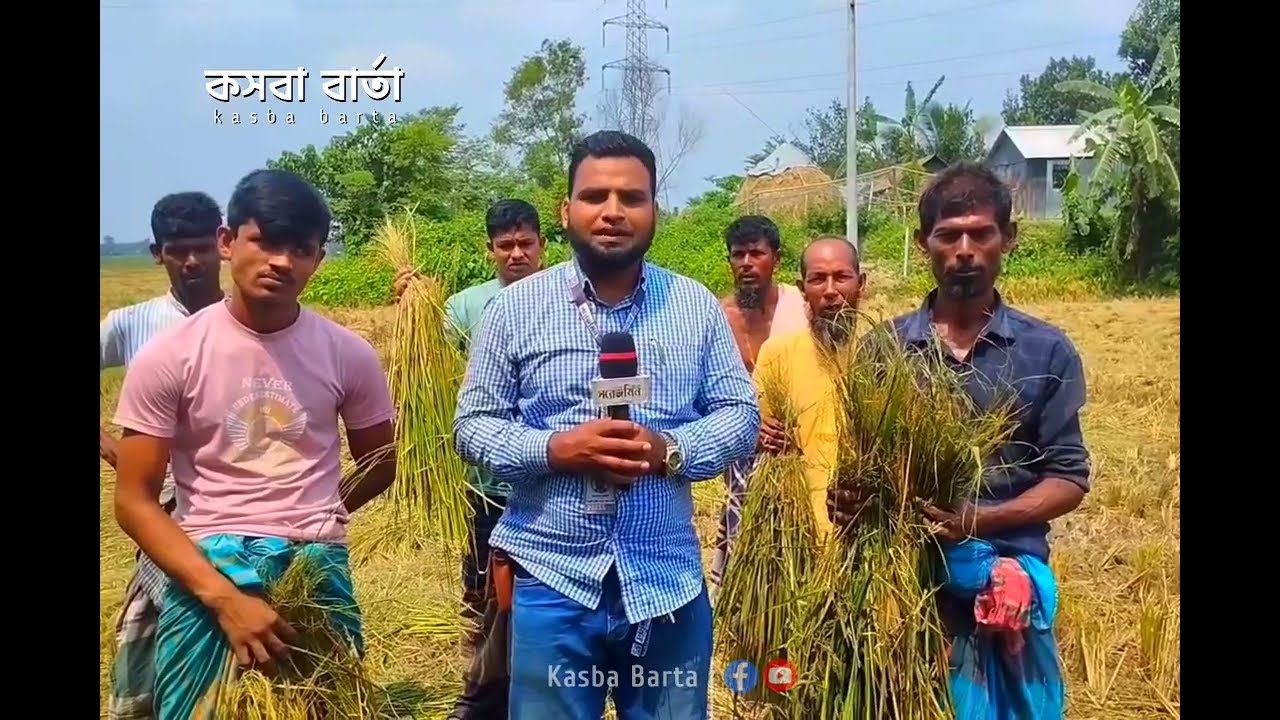 কসবার কালামুরিয়া গ্রামে রাতের অন্ধকারে দরিদ্র কৃষক শিপনের ধান কেটে নিলো দুর্বৃত্তরা। Kasba Barta