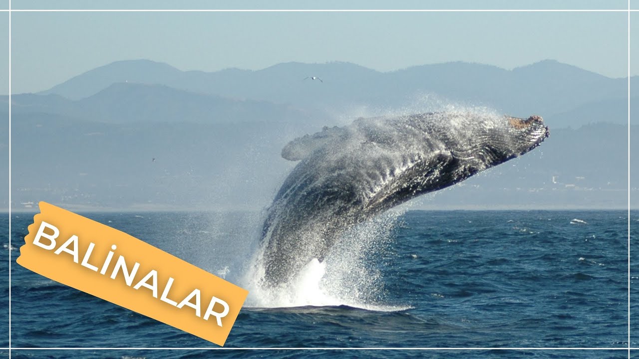 BALİNALAR HAQQINDA BİLMƏDİKLƏRİNİZ