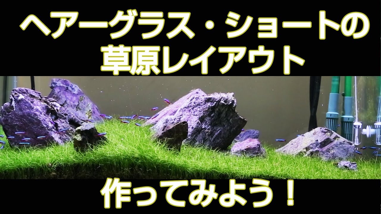 【チャーム】ヘアーグラス・ショート植え方　Eleocharis parvula水中草原レイアウト作ってみよう！