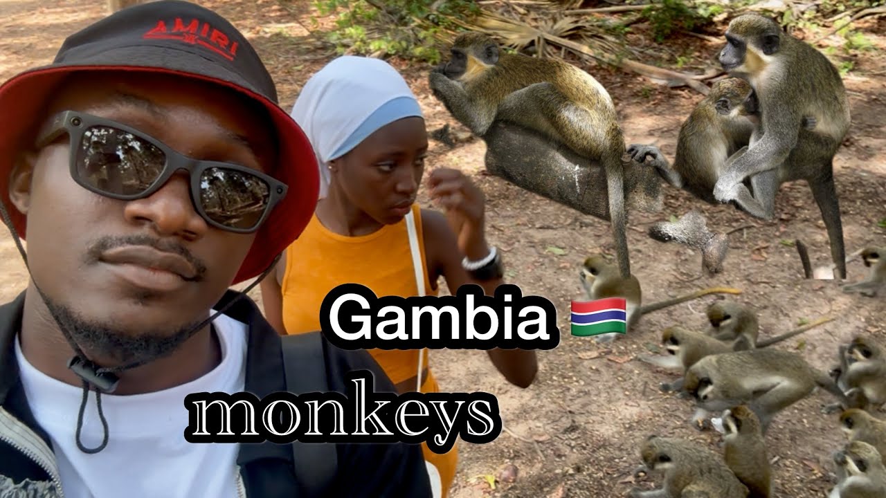 The Gambia Monkey Park And How i Feed the Monkeys