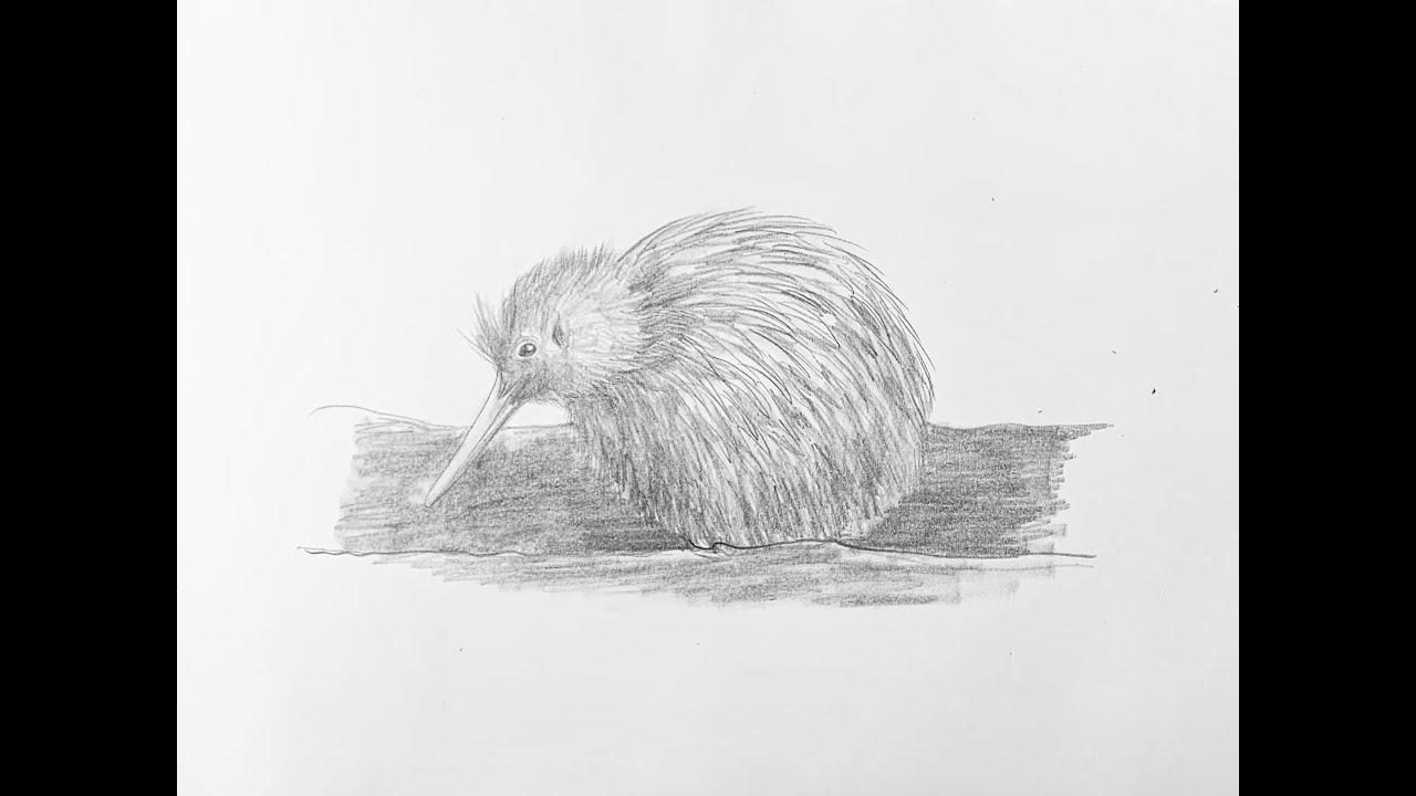Beginners - How to draw a kiwi bird step-by-step