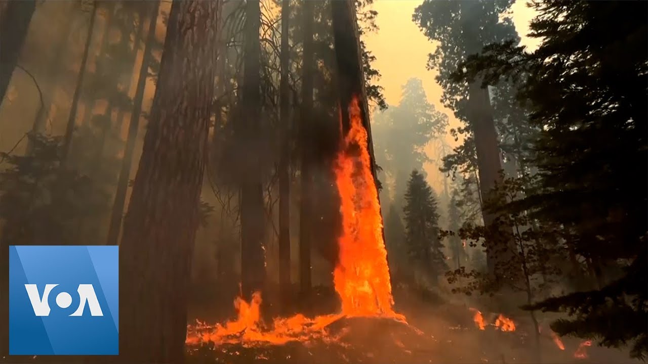 California Wildfires Burn Sequoia National Park