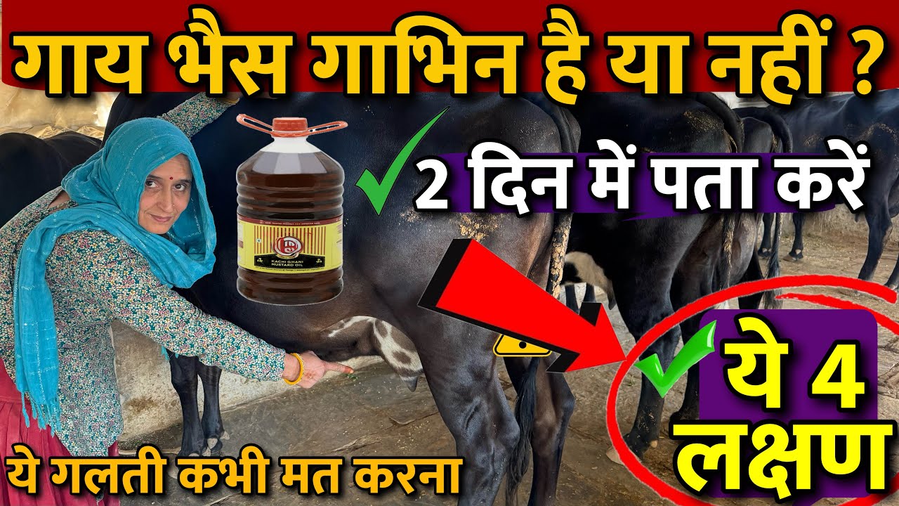 गाय भैस गाभिन है या नहीं कैसे पता करें ? ये 4 लक्षण है तो 100 % गाभिन है ✅मात्र 2 दिन में पता लगाये!