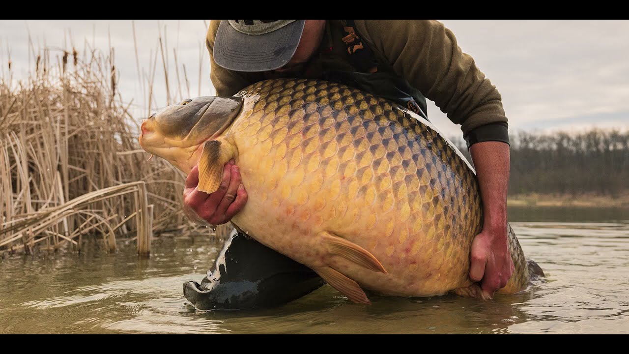 Pescuit lacul Cetariu (record crap comun 36,4 kg)