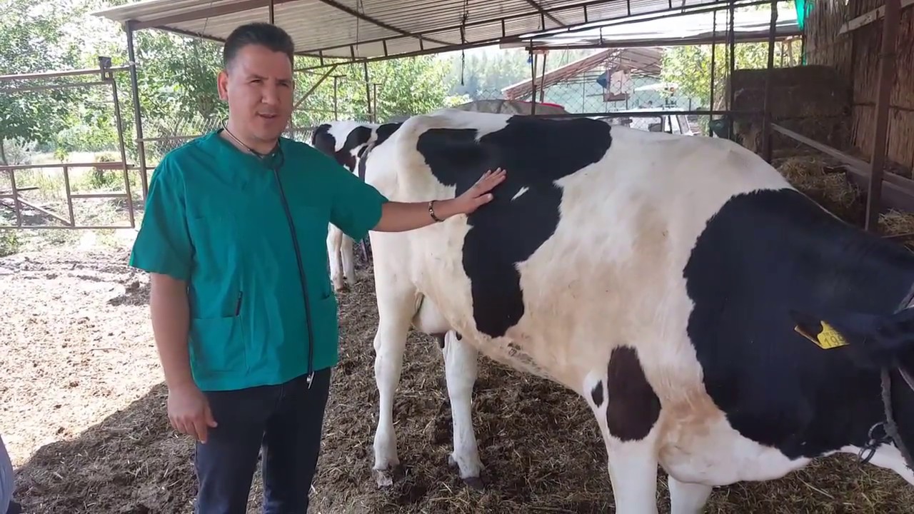 İneklerde doğumun akabinde görülebilecek riskli hastalıklar.