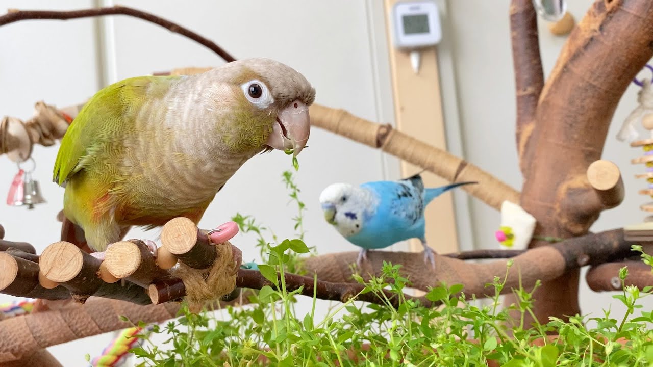 2年前に植えた枯れかけのハコベを持ち帰ったら食欲がなかったインコが夢中になりました