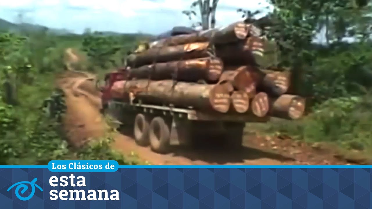 #Clásicos | Emergencia en el bosque: el ecocidio en Nicaragua