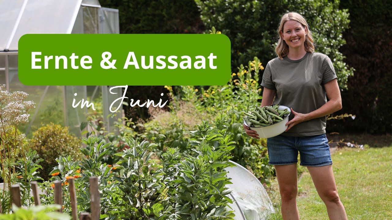 Meine Ernte im Juni & neue Aussaaten in den Gemüsebeeten🧅🥬🫛 Gartenarbeiten im Münsterland