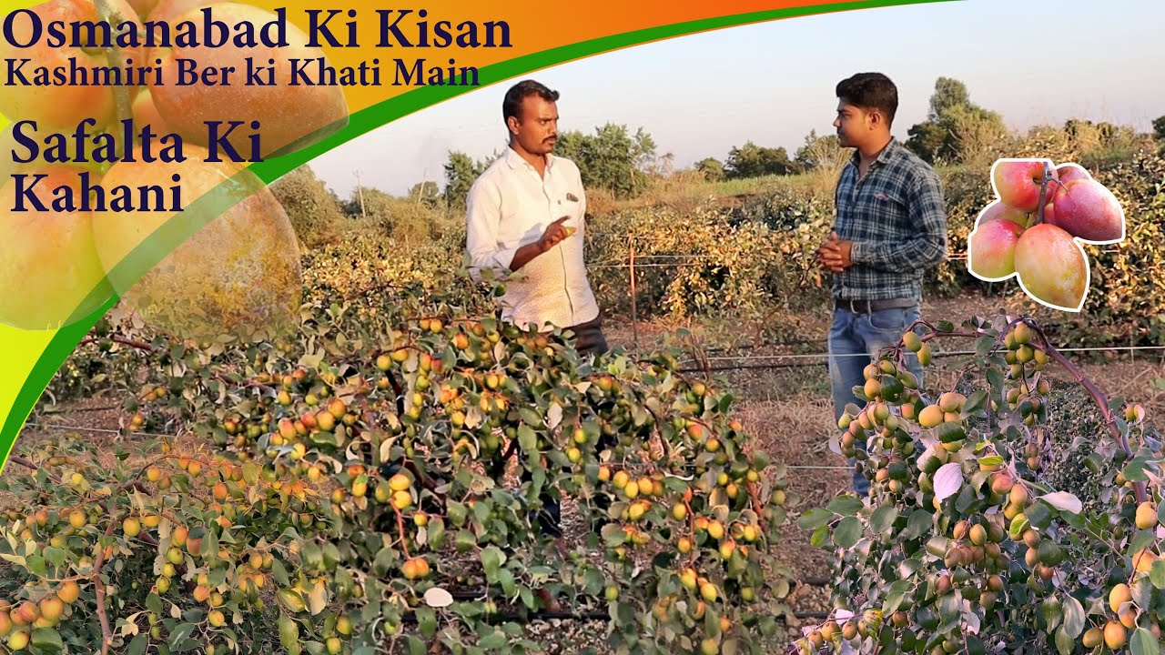 Kashmiri Apple Ber खेती करके लखपति हुई है एक गरीब किसान (Success Story) || Osmanabad, Maharashtra