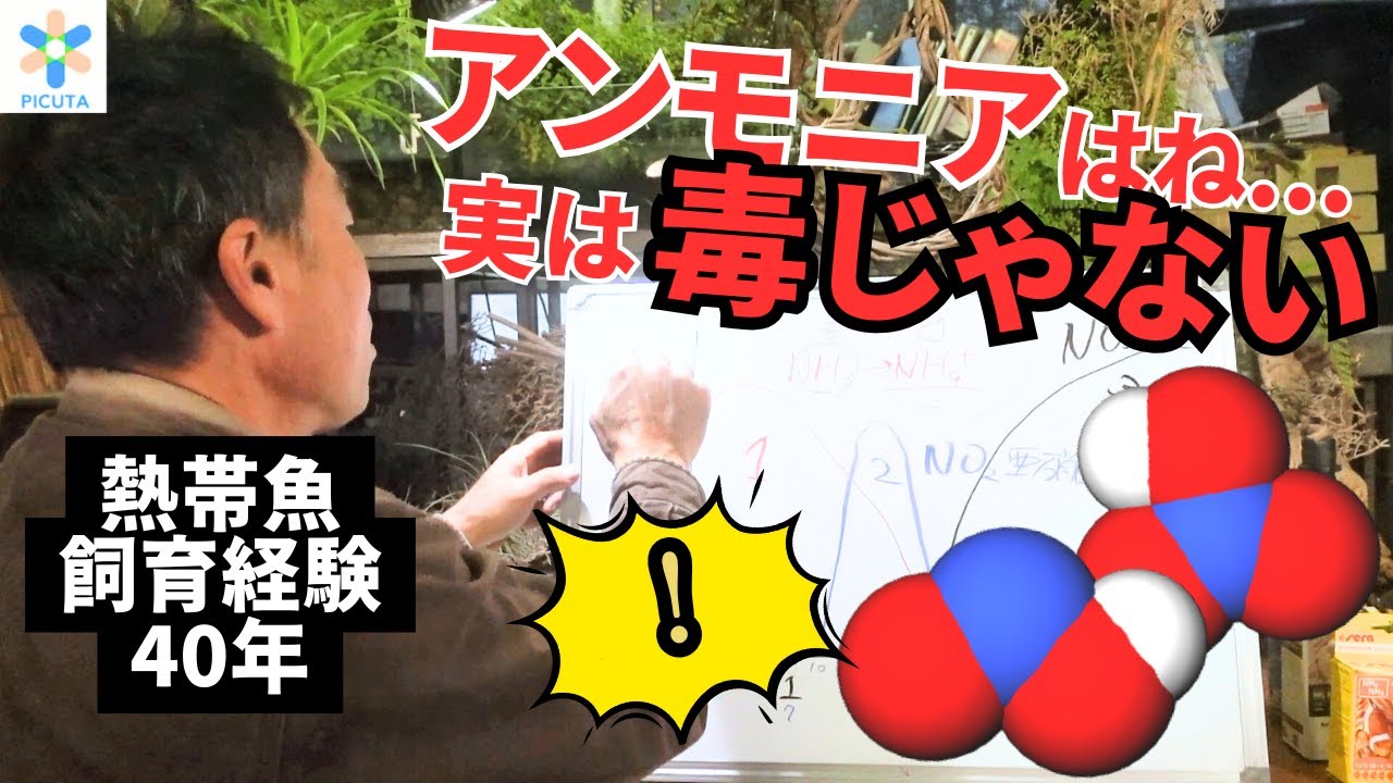 【新情報！】水？バクテリア？みんなが悩む水の中で起きていることを見える化してみると、新たな事実の連続だった...！バクテリアの種類についても解説