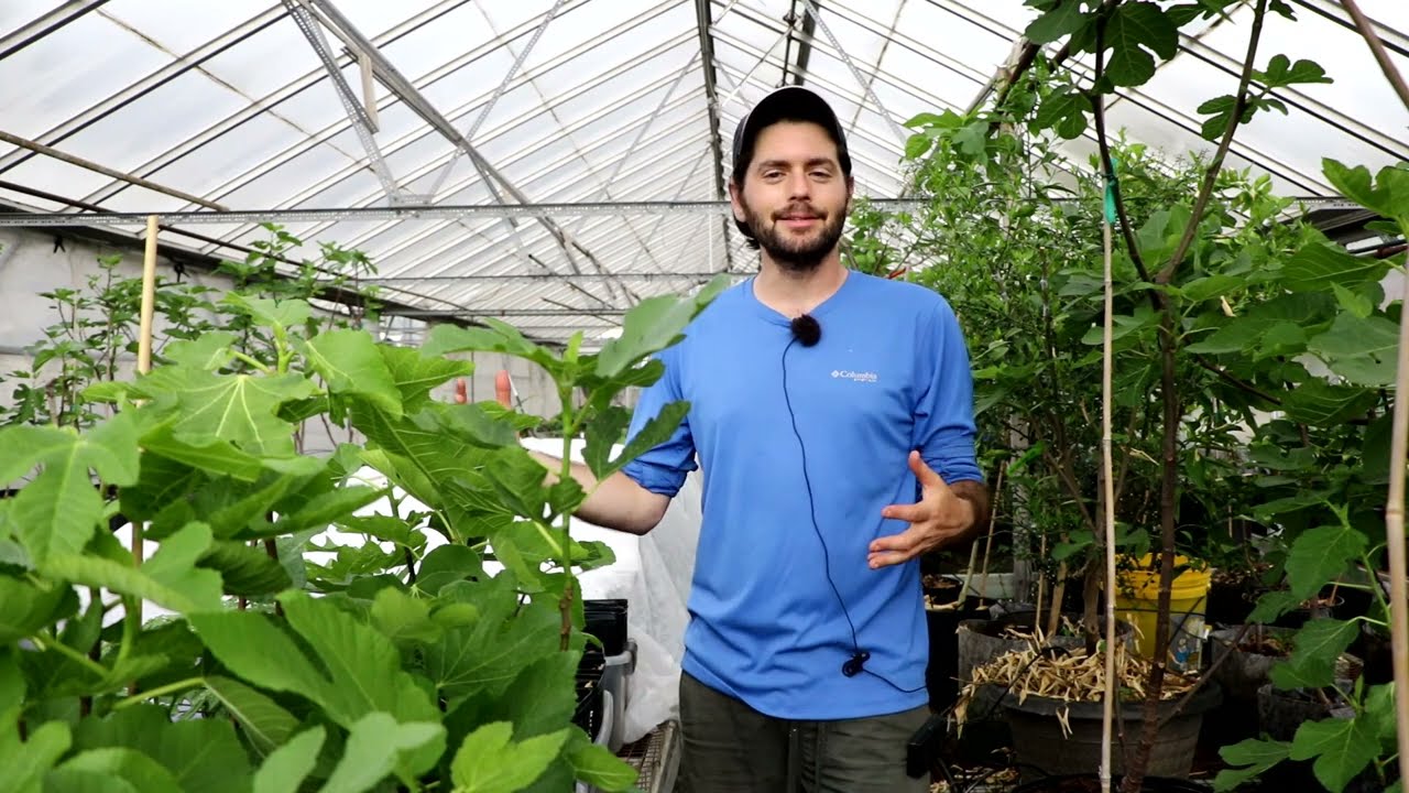 Fig Masterclass | Growing Fig Trees in Greenhouses