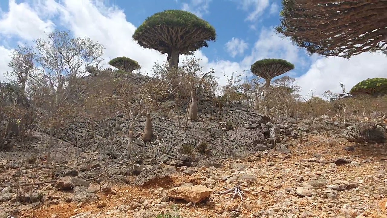 Socotra Island - 
