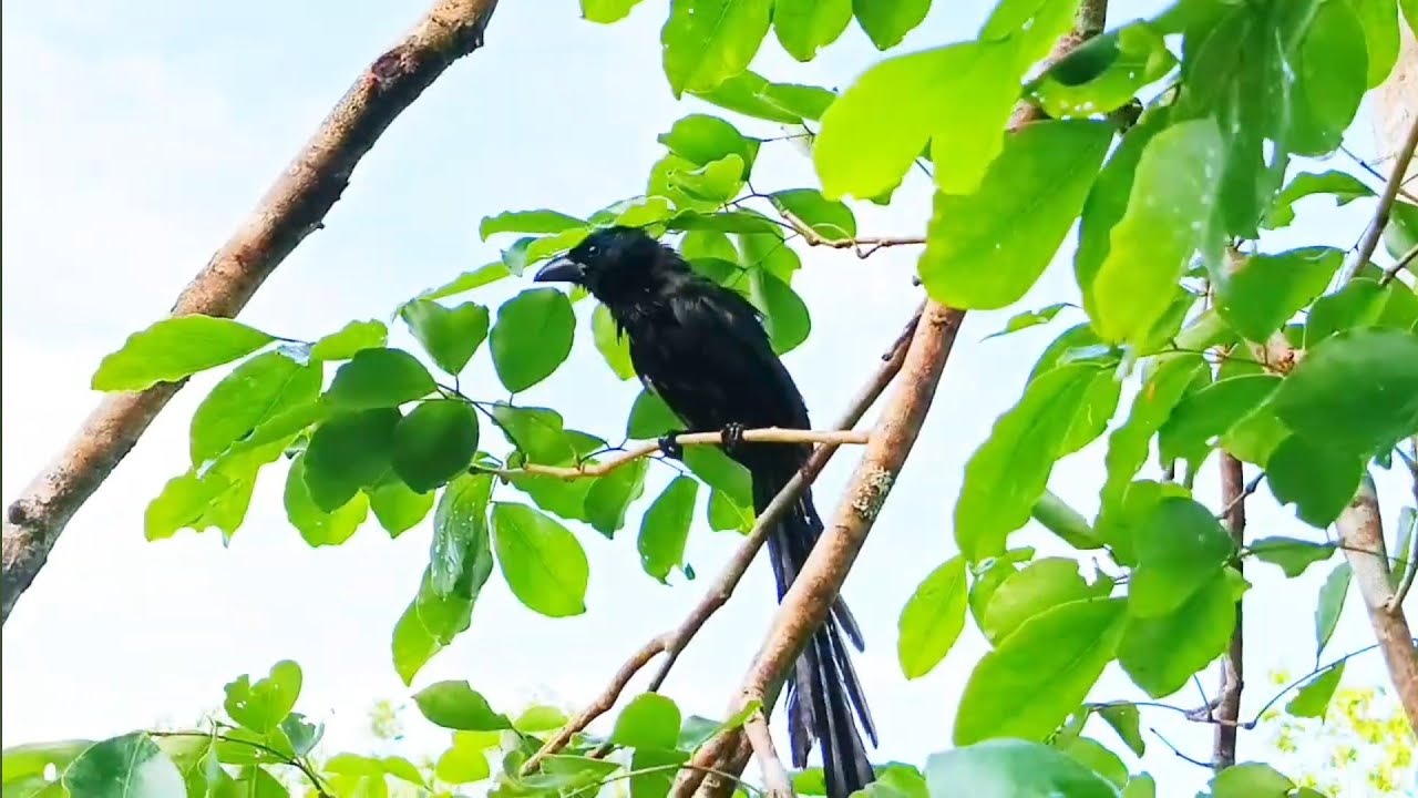 Pelepasan burung murai ireng alias burung deot.. 