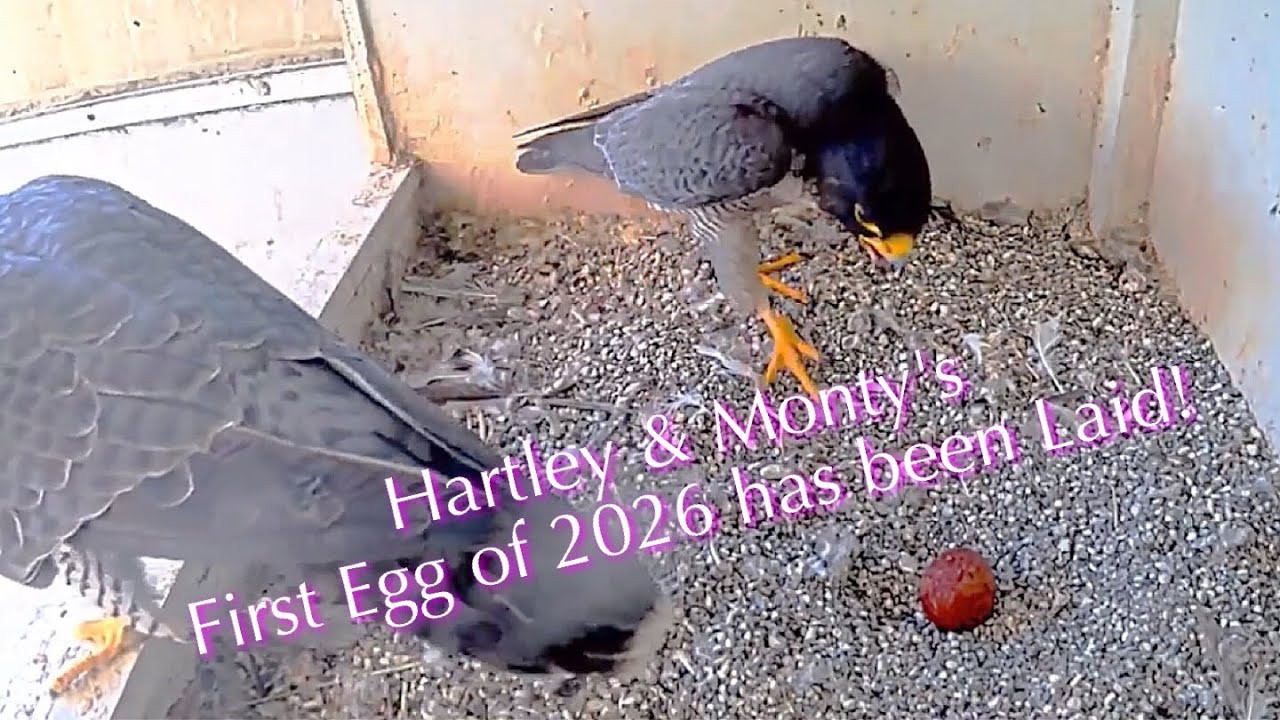 #1🦅🥳🎉🥚／San Jose City Hall Falcon Nest 2026／Hartley💗Monty／City of San Joes