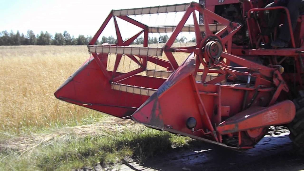 Żniwa 2016 z zabytkiem - czyli massey ferguson 31 w akcji!