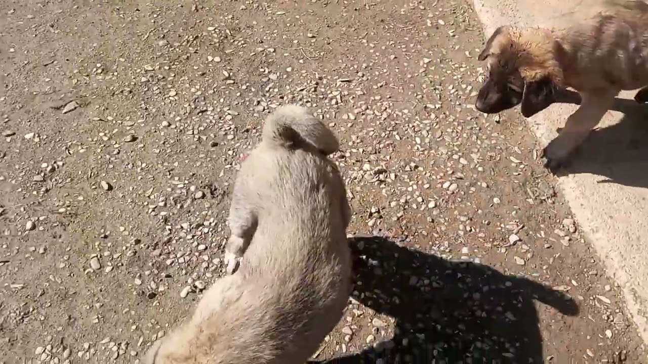 DOSTLARIMLA  BİR GÜN