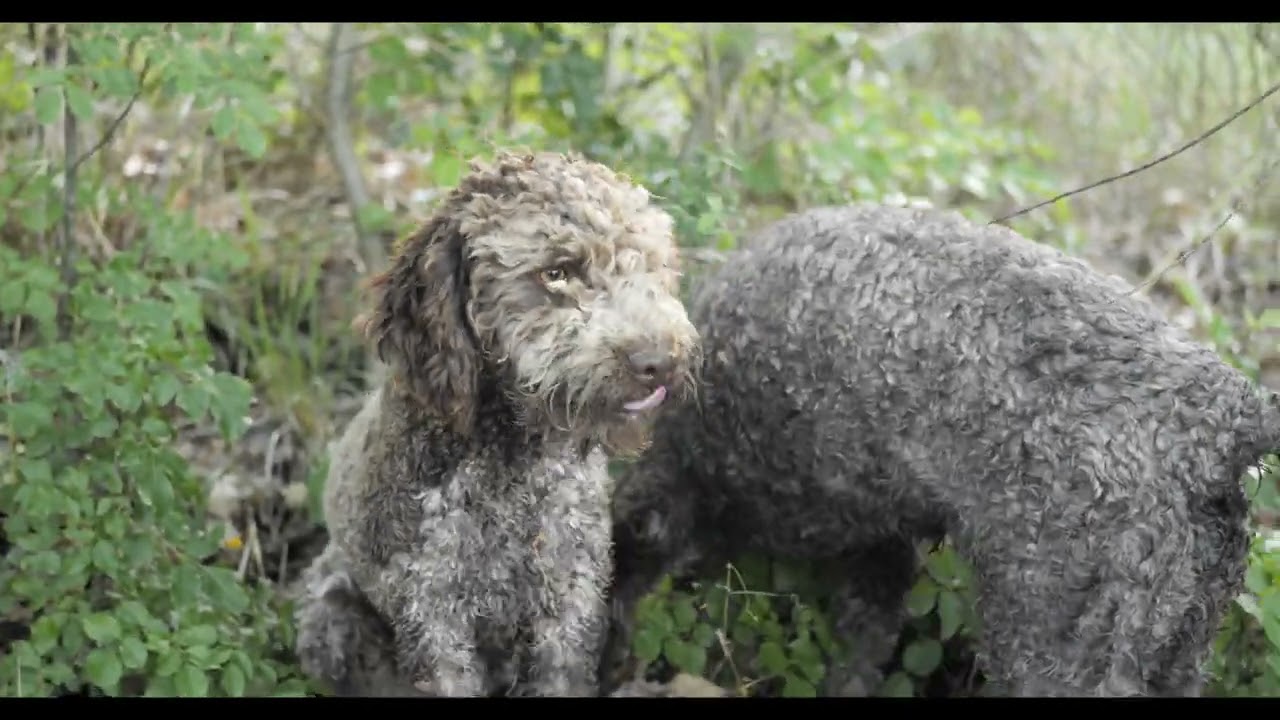 Il Tartufo 2022