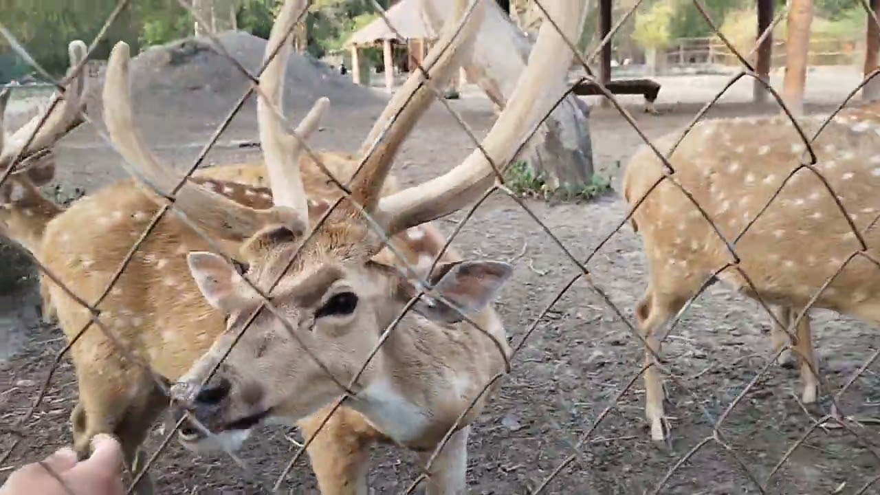 Manipur State Animal Sangai