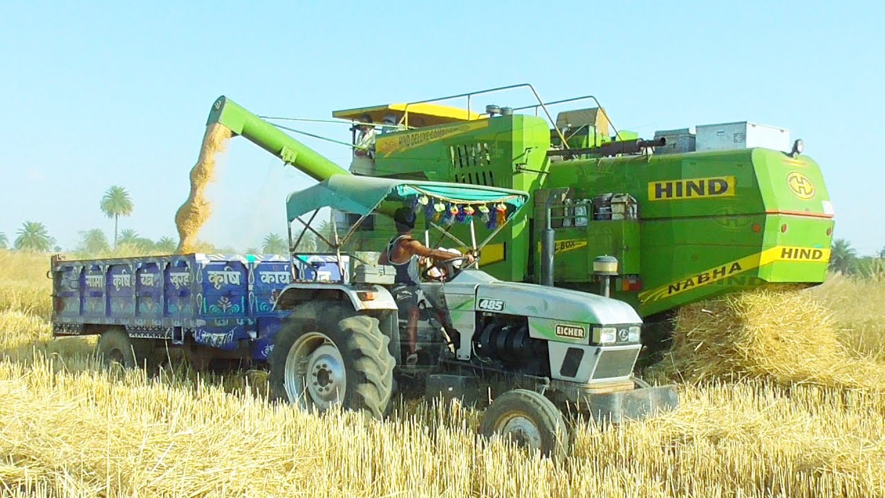 Hind 999 Harver cutting wheat crop | Eicher 485 Tractor | Massey Ferguson 241 Tractor