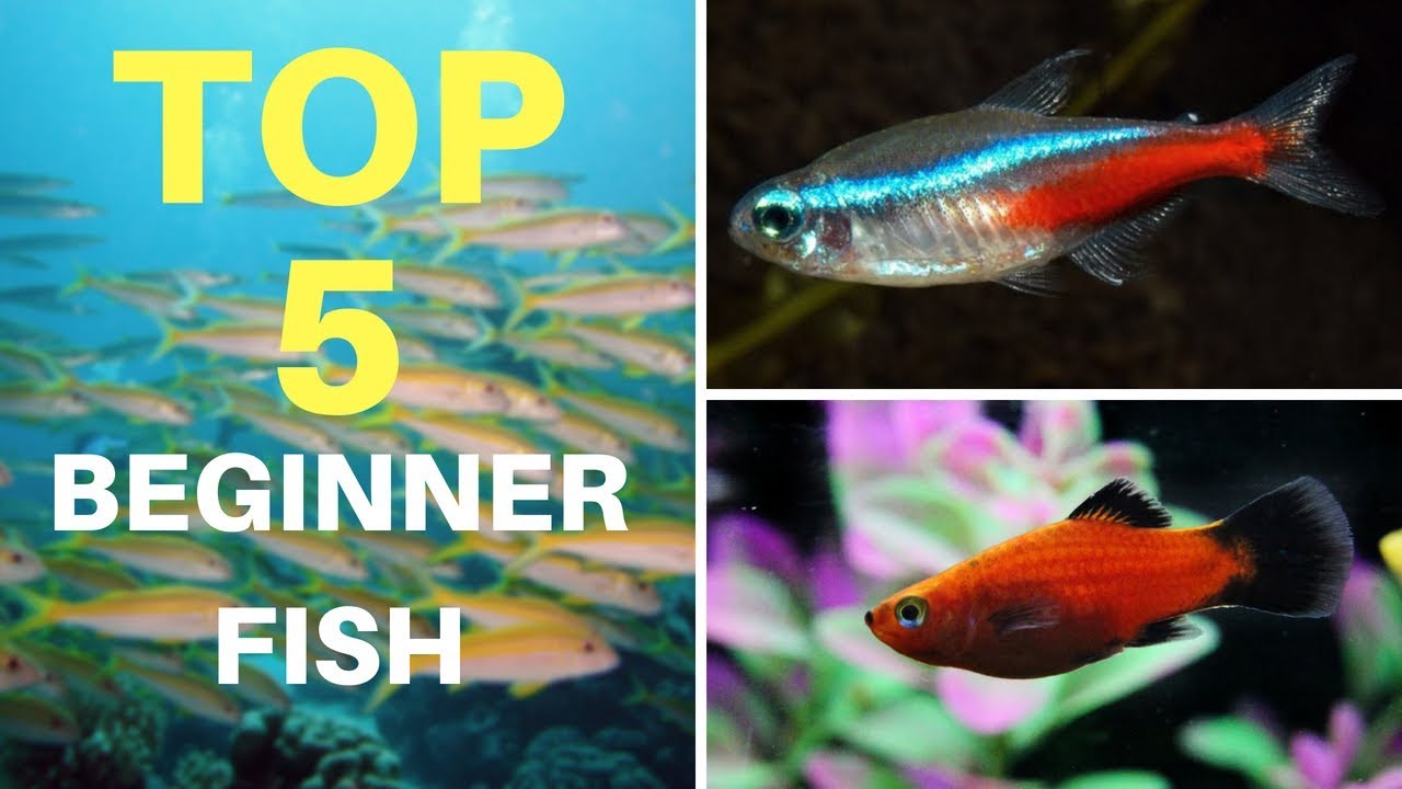 5 Great Beginner Fish For Your Aquarium | Beginner Fish Keeping